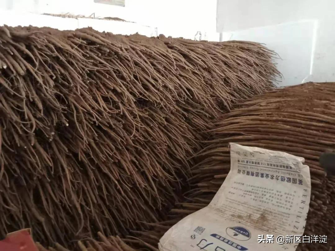 河北省麻山药最新价格